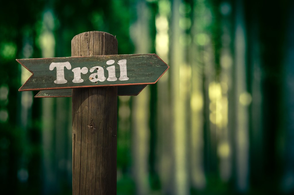 Rustic wooden sign marked 'trail' in a dense forest.