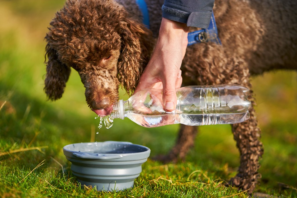 A dog receiving a drink of water from a collapsible while out on a long walk.