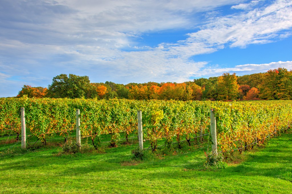 Vineyard in the fall, near Traverse City, Michigan.
