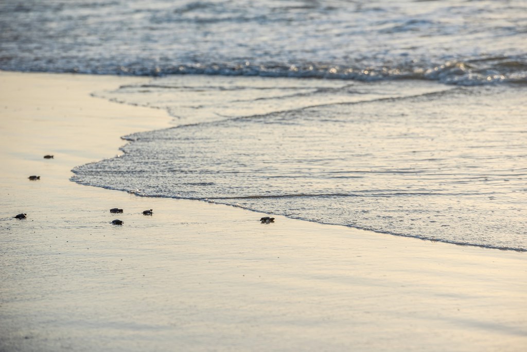 Turtle hatchlings are released into the Gulf of Mexico.
