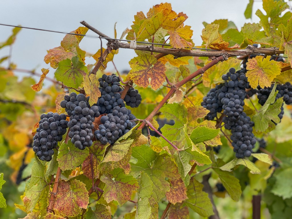 Close-up of bunches of ripe red purple red wine grapes on the vine with colorful fall leaves.