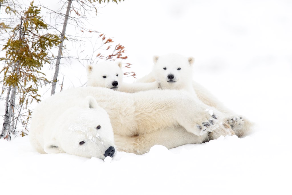 Polar bear mother with two cubs, Wapusk National Park, Manitoba, Canada.