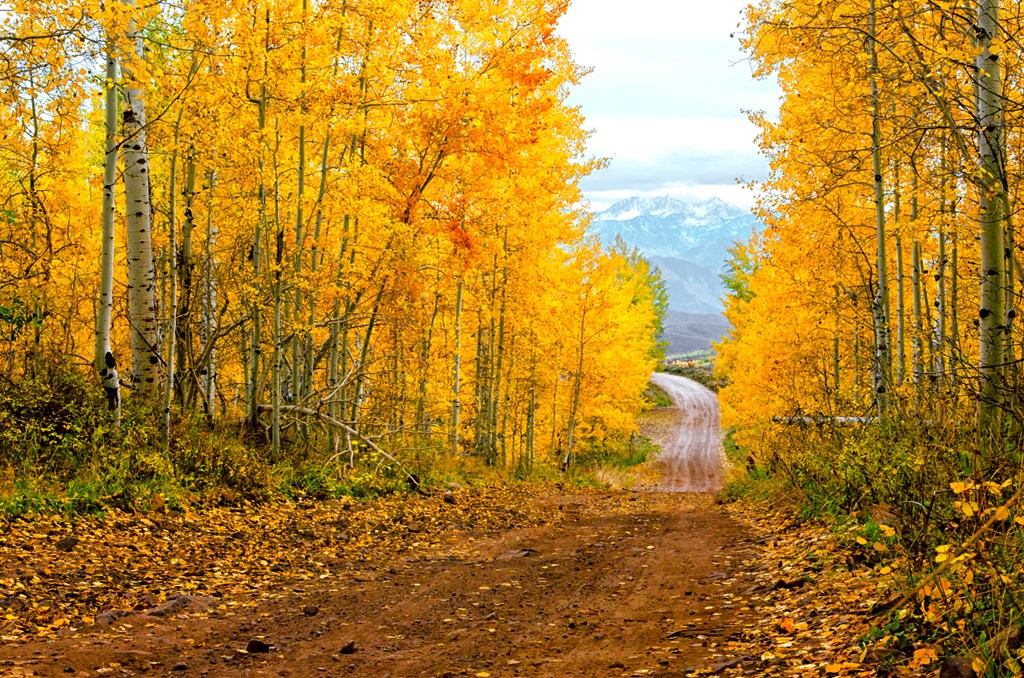 A dirt road through a forest of Aspens, turned to their golden Fall colors, in the Wasatch Mountain State Park, Utah, leads to the mountains beyond.