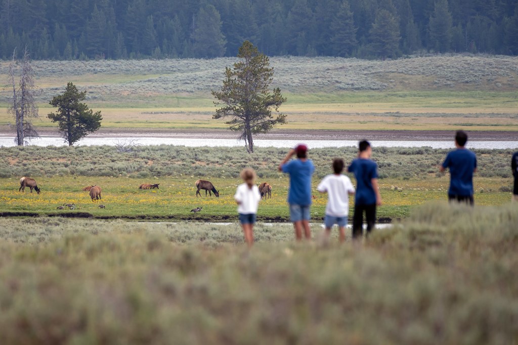 Crowds of tourists gather to watch elk in Hayden Valley, Yellowstone National Park.