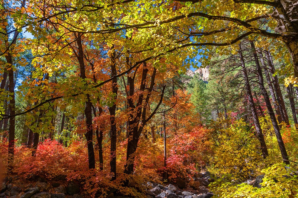 Bigtooth Maple trees with vibrant fall colors in the West Fork of Oak Creek Canyon near Sedona, Arizona.