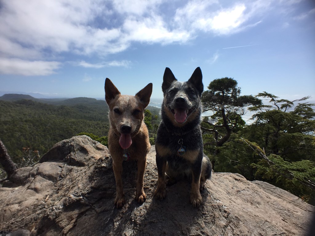 west_coast_heeler_pack