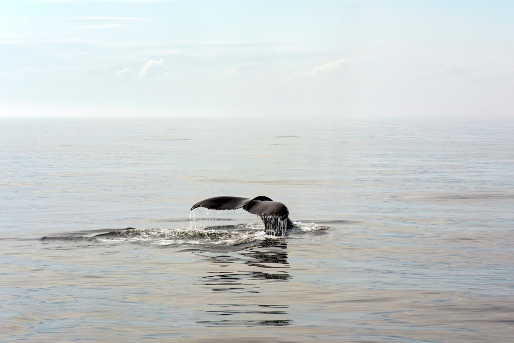 A humpback Whale's fluke breaches the placid ocean surface on a tranquil summer morning in the Gulf of Maine.