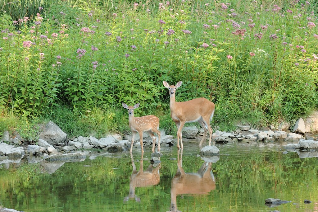 Whitetail deer doe and fawn at the stream edge.