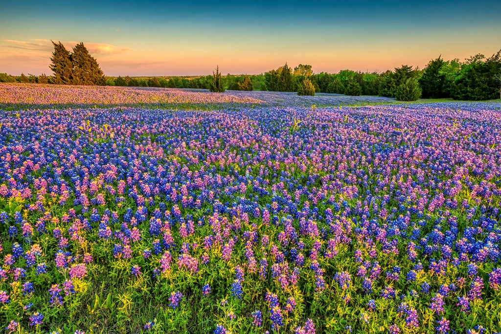 Field of wild bluebonnets at dusk in Texas Hill Country.