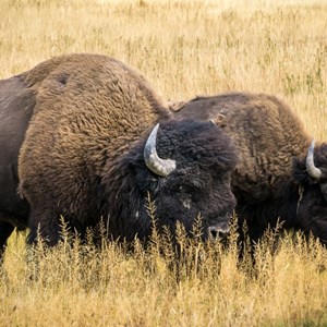 5 Best Areas of the U.S. for Wildlife Viewing Image