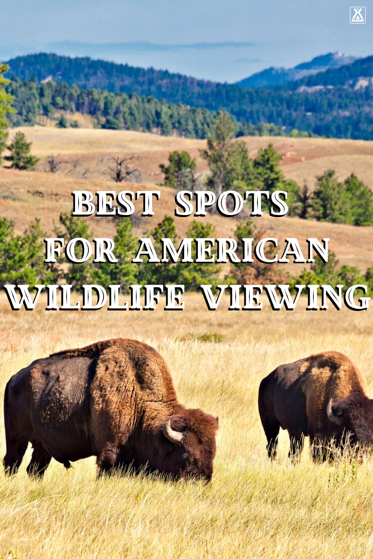 No matter what kind of wildlife-viewing vacation you’re after, there’s a destination for you. Here are five of the best places to visit if you want a chance to see wildlife in a natural setting, and which animals you can expect to see when you get there. 