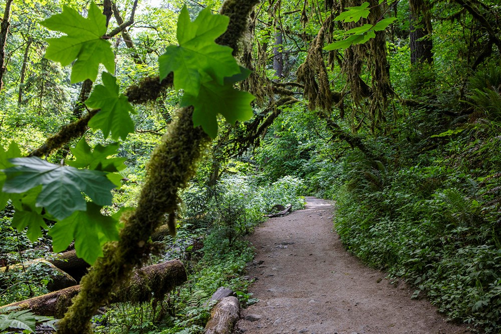 Wildwood hiking trail in Portland