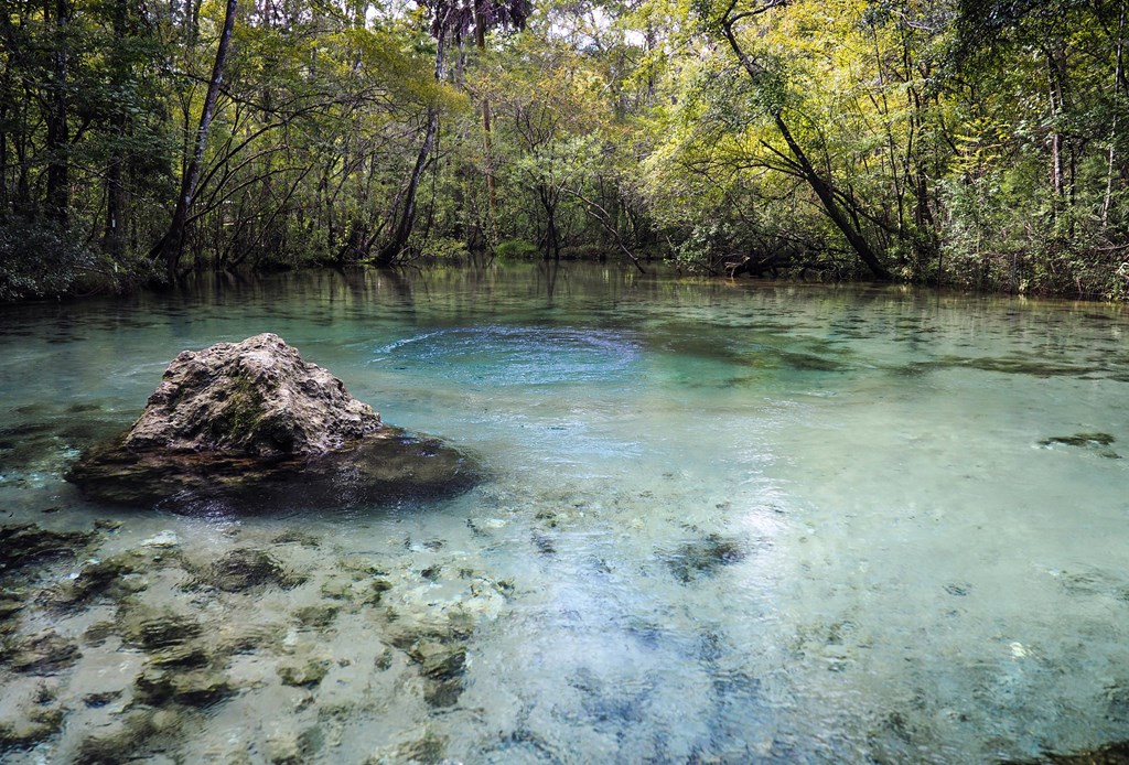 The blue water of Williford Spring sit calmly in the forest.