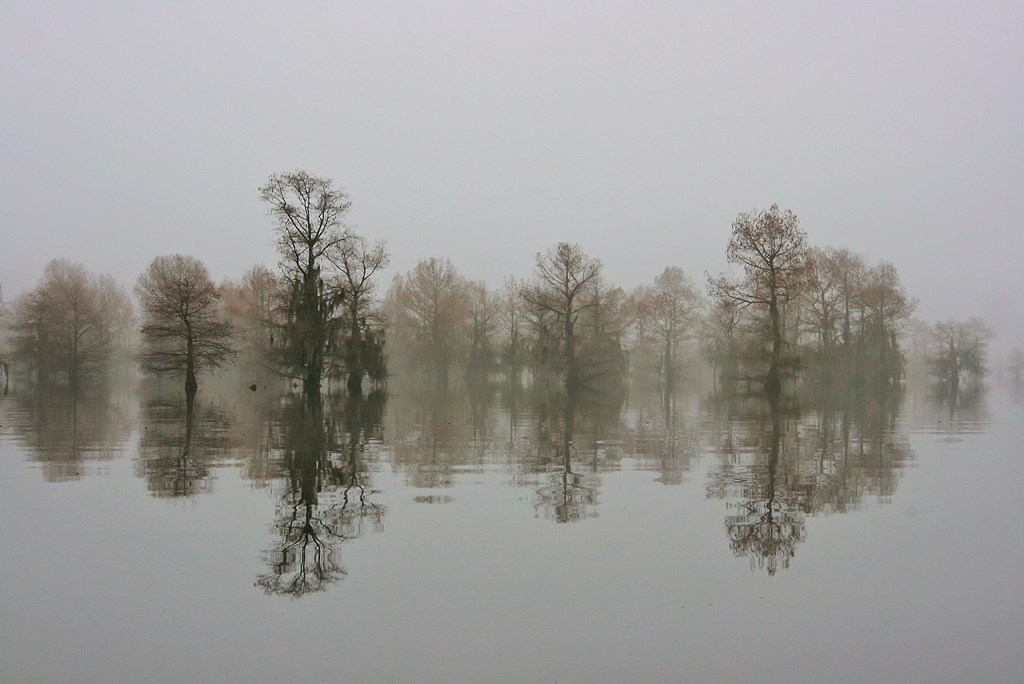 Cypress trees in Lake Bistineau Louisiana during the winter reflected in still water on a foggy day.