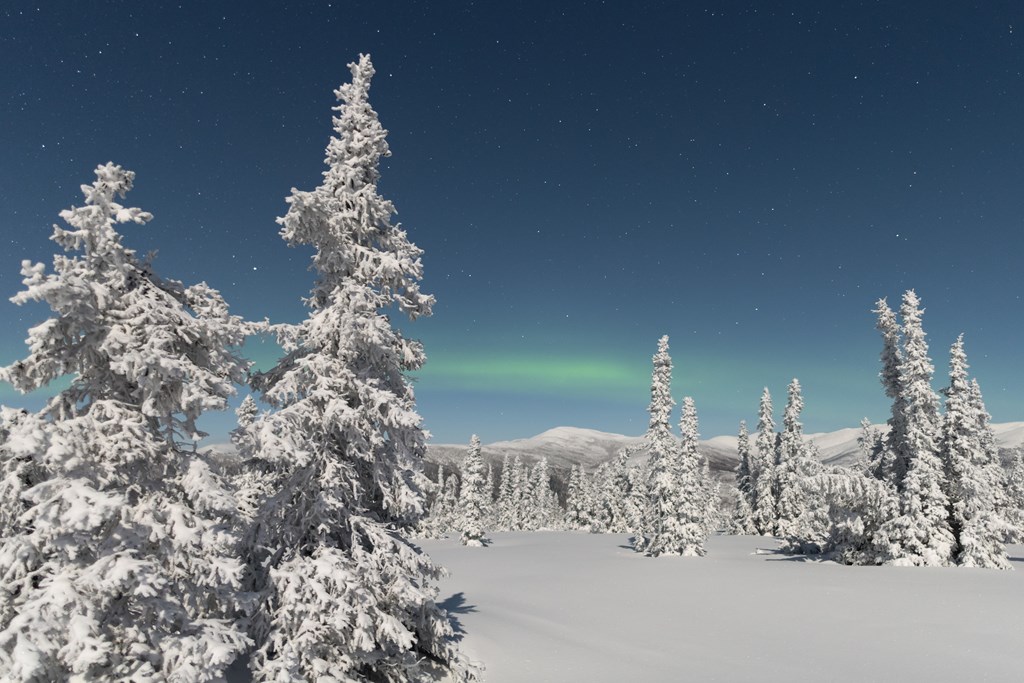 Snowy pine trees with a glimpse of the aurora borealis in a deep blue sky.