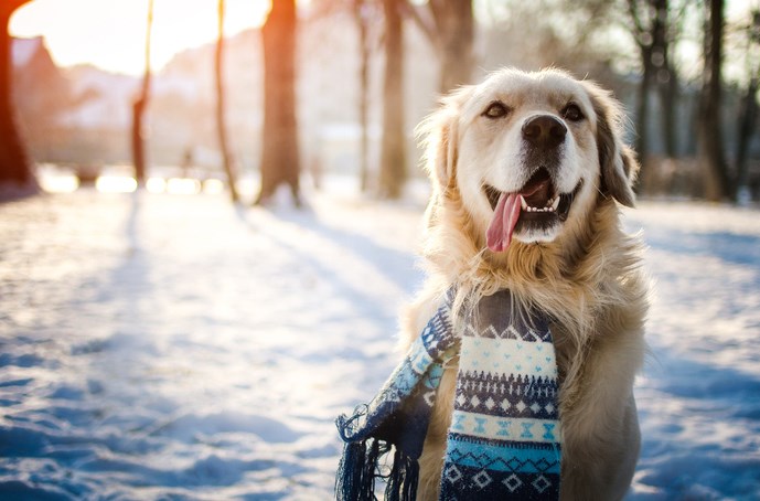 /blog/images/winter-pet.jpg?preset=blogThumbnailCrop