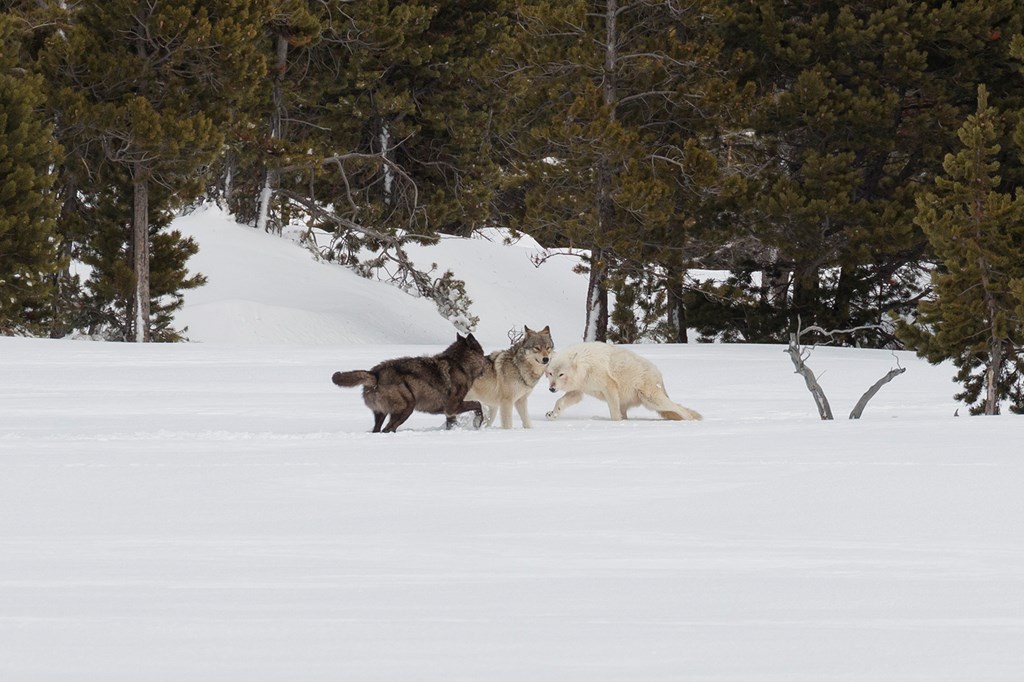 The Canyon Pack greeting each other in Yellowstone National Park.