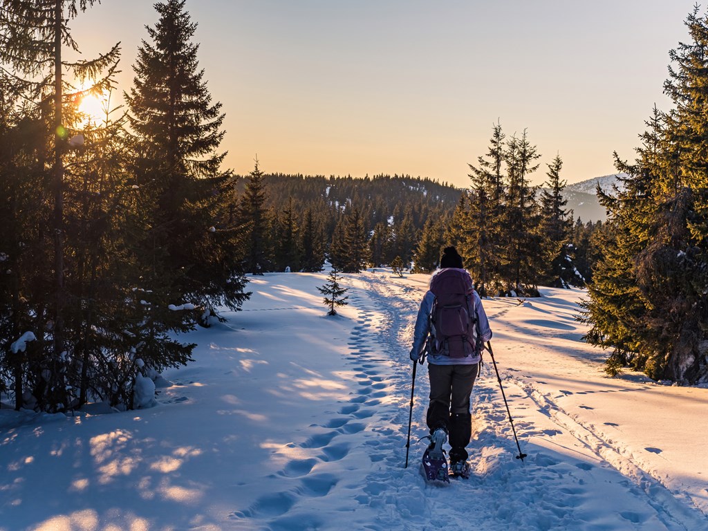 Young woman with a backpack and hiking poles snowshoeing in a pine forest during golden hour.
