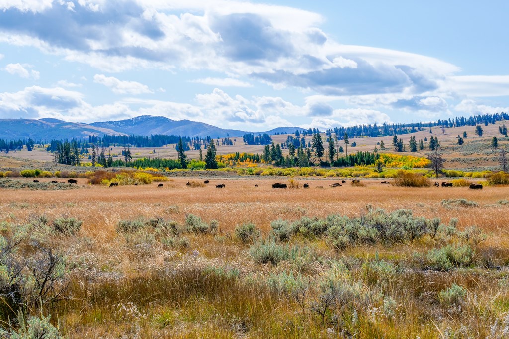 A herd of bison graze among the fall colors in Yellowstone National Park.