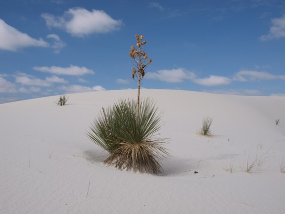 White Sands National Monument