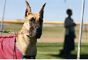 Chaparral Kennel Club Dog Show Photo