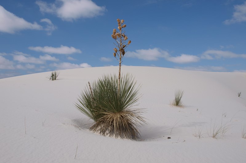 White Sands Balloon Invitational and Music Festival Photo