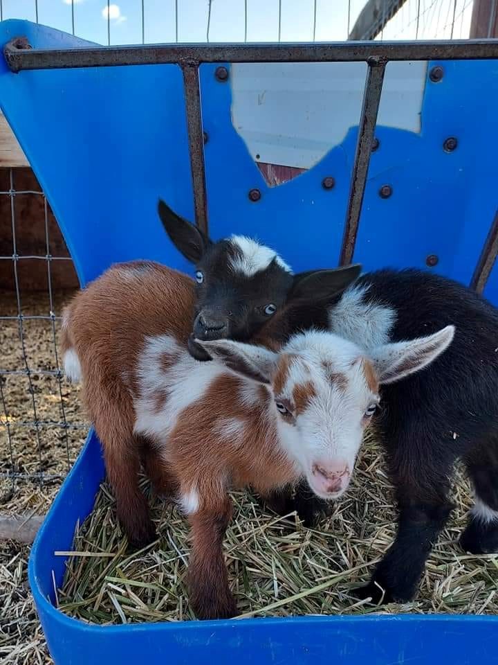 Baby Goats at the KOA on May 28th!