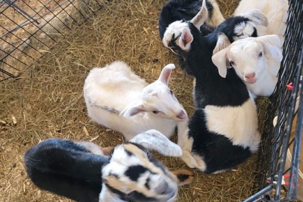 Baby Goats at the KOA May Photo