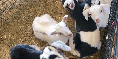 Baby Goats at the KOA May 28th