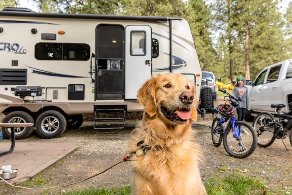 5 Common Pet Problems While Camping