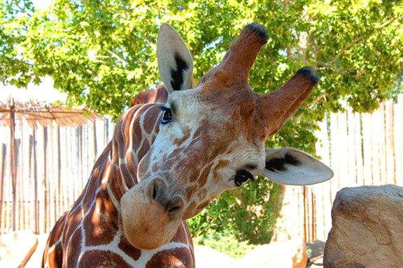 Rio Grande Zoo