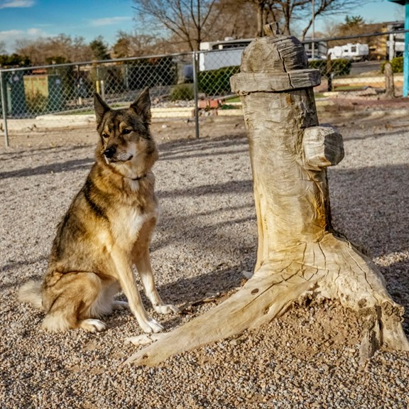 Kamp K9 Pet Playground