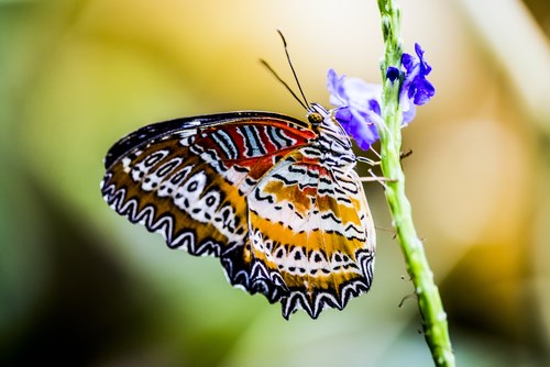 Rio Grande Botanic Garden