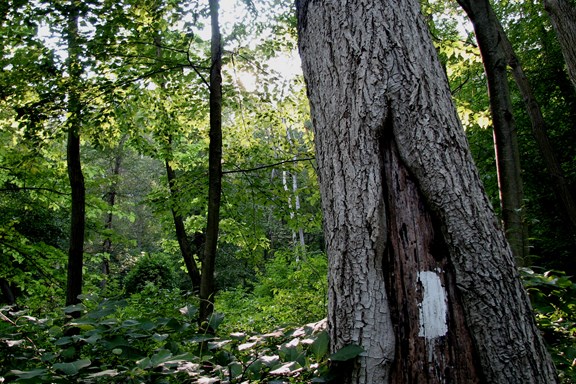 Hiking Trails