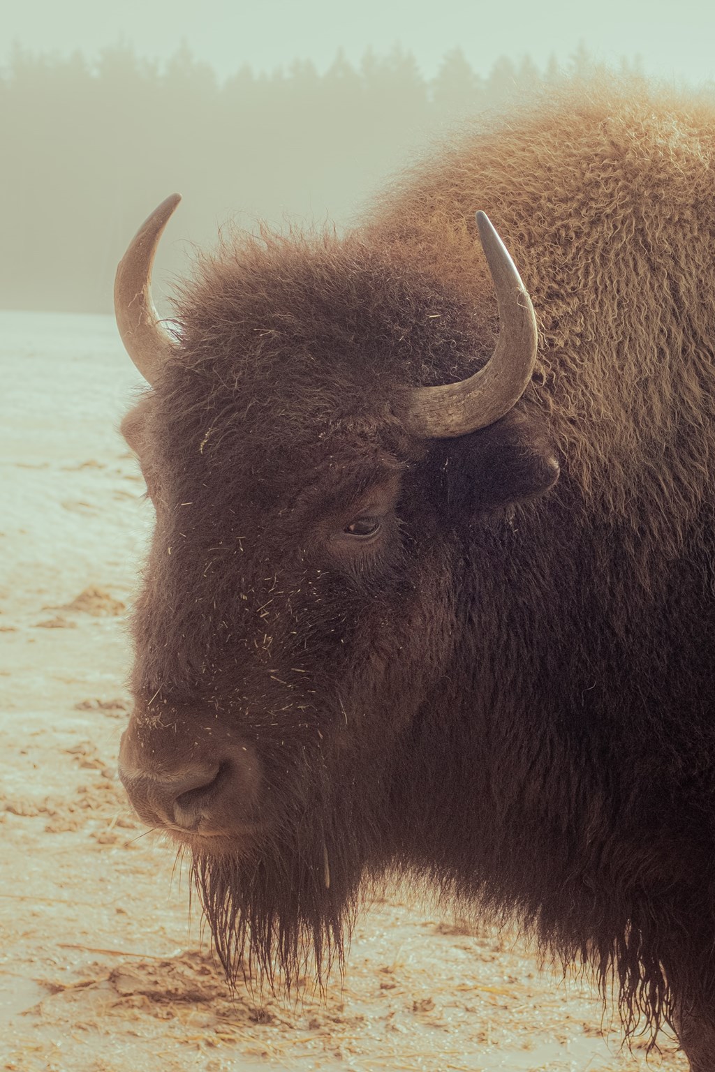 Step Back in Time at Old West Days in Jackson Hole-May 2026