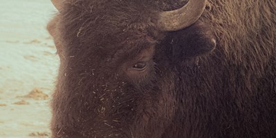 Step Back in Time at Old West Days in Jackson Hole-May 2026
