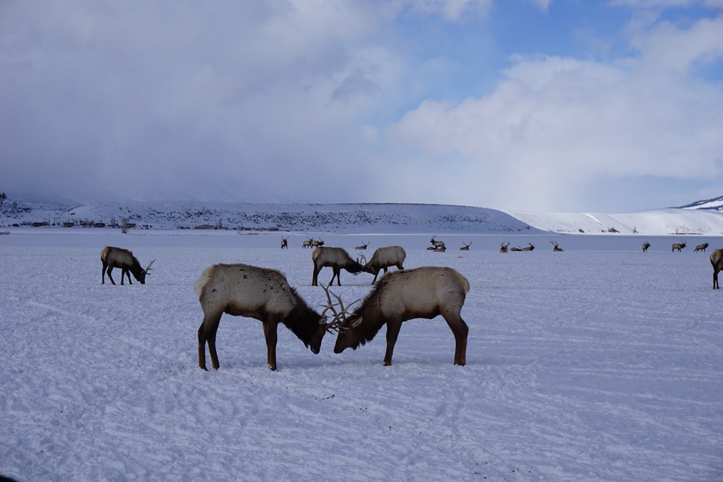 Discovering the Magic of the National Elk Refuge