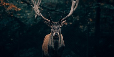 Discovery Drives on the National Elk Refuge