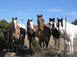 Palo Duro Riding Stables