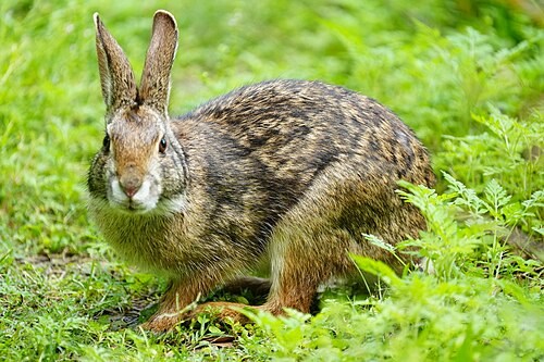 Bike the Swamp Rabbit Trail