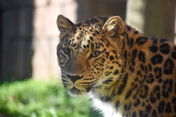 Greenville Zoo