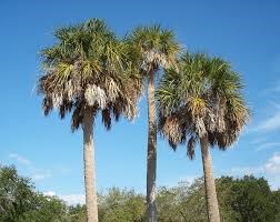 The South Carolina State Tree