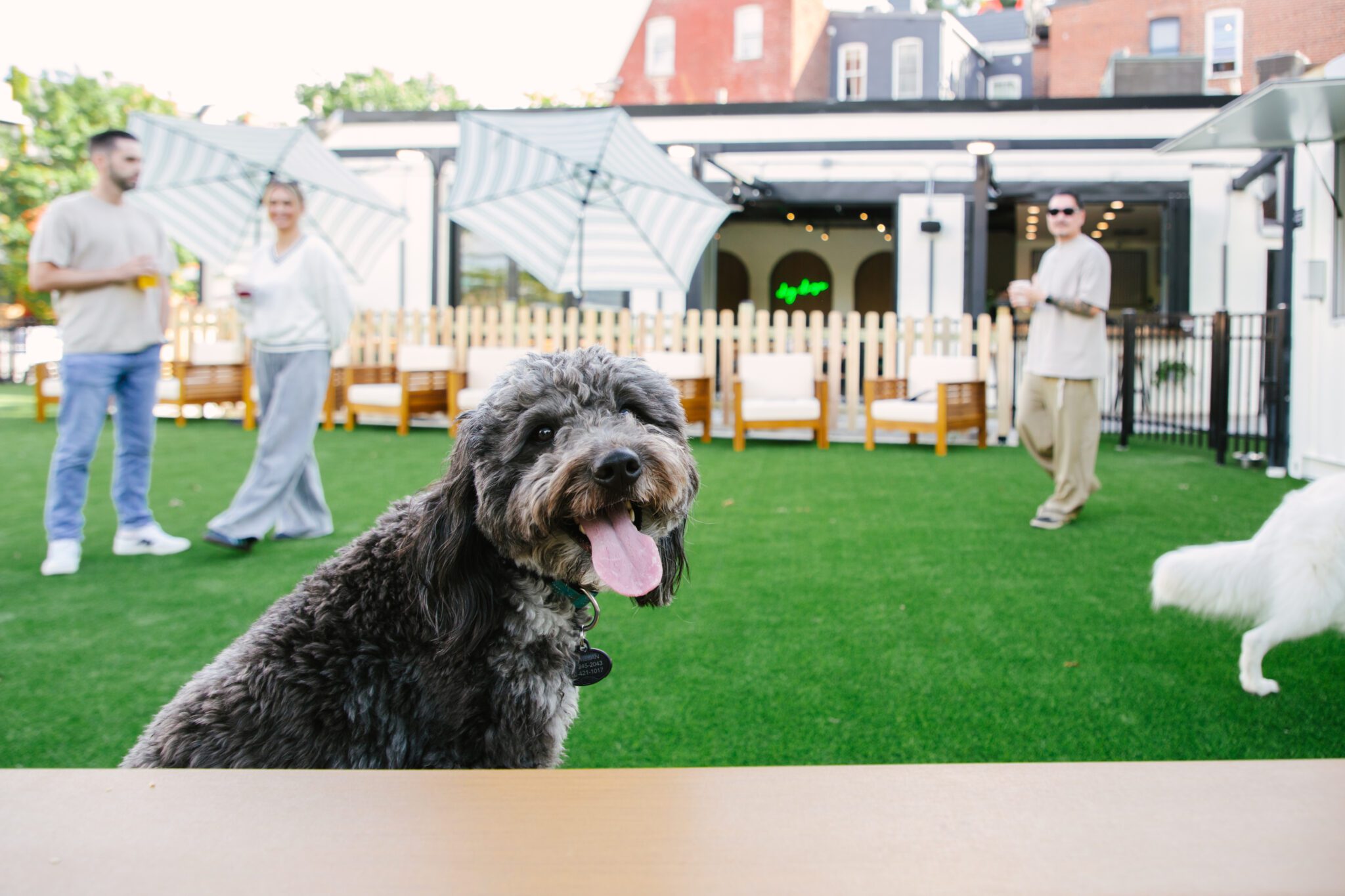 Dog Daze Weekend Photo