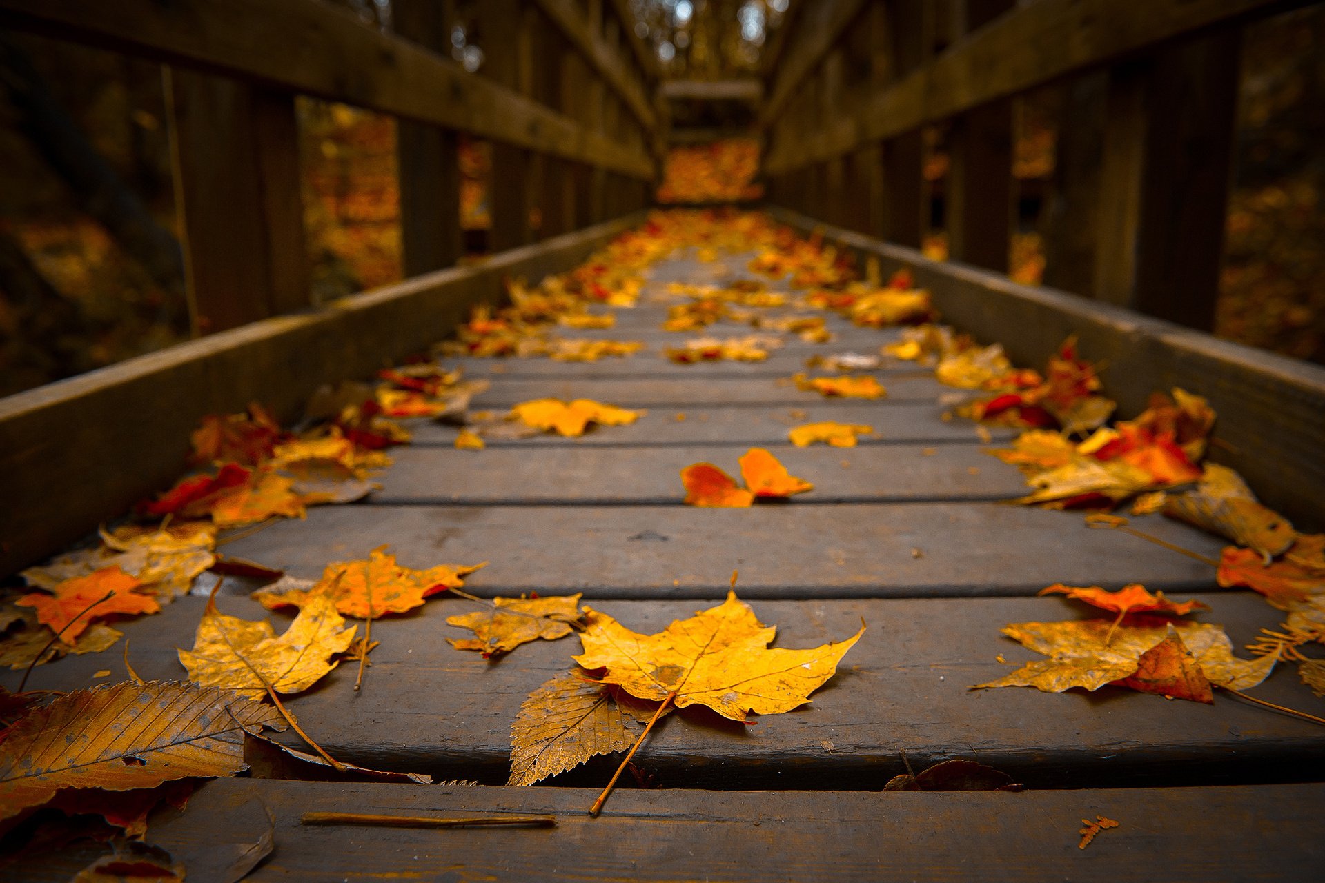 Fall Festival Weekend Photo
