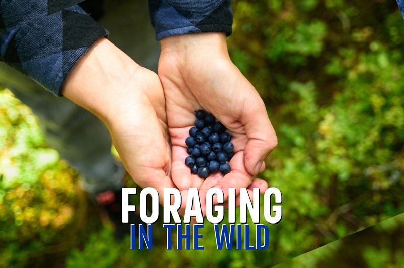 Foraging Tour: What to Eat in the Wild Photo