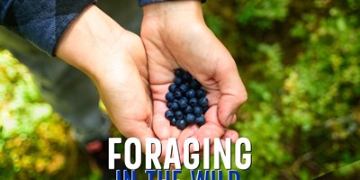 Foraging Tour: What to Eat in the Wild