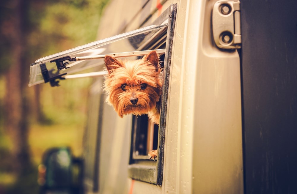 Camping with your furry friends!