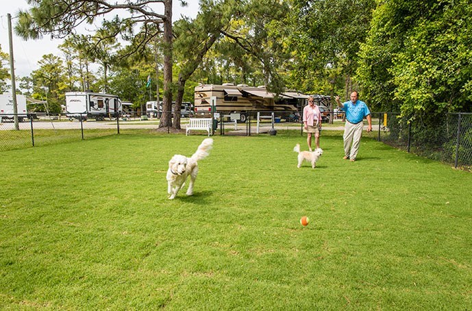 9 Tips for RVing with your Dog | RV camping with dogs