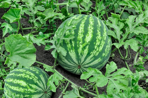 Kids Plant Your Own Corn & Watermelon Seeds Photo