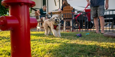 KOA Paw Pen Sites | Camp With Your Dog
